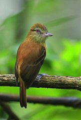 Bright-rumped Attila